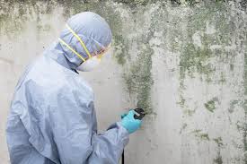 Why You Should Choose Our Mold Remediation Services in Rock Island, IL